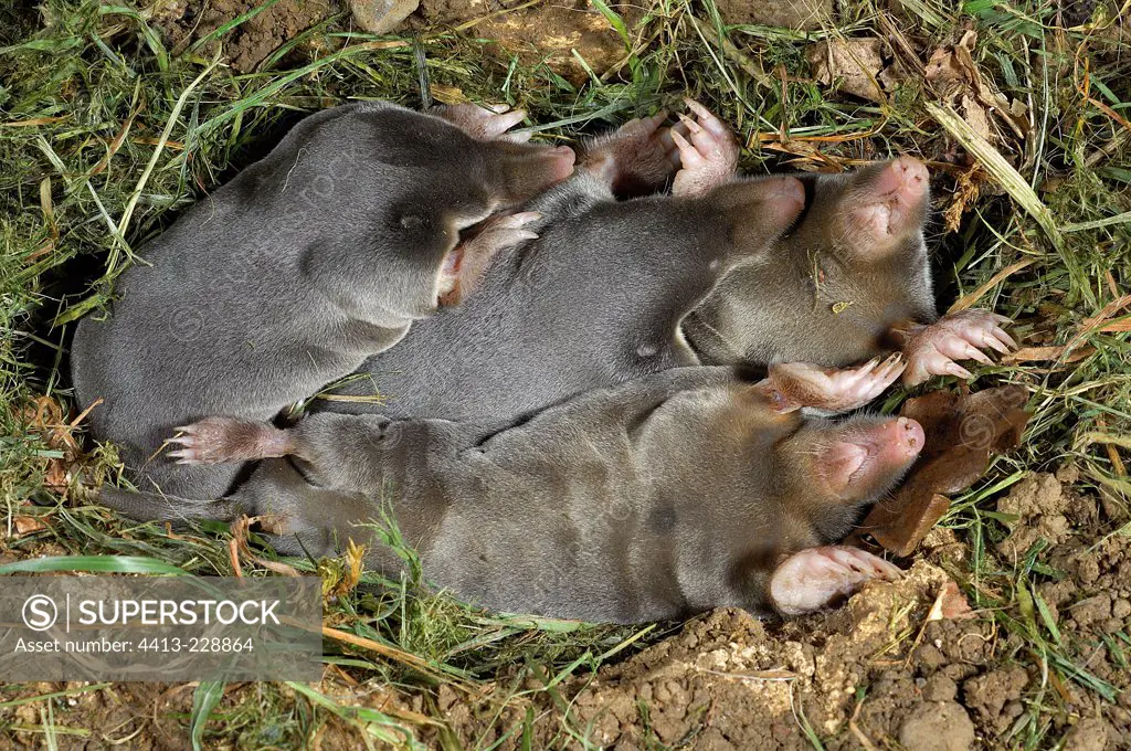 Young Moles in their nest of earth and grass France