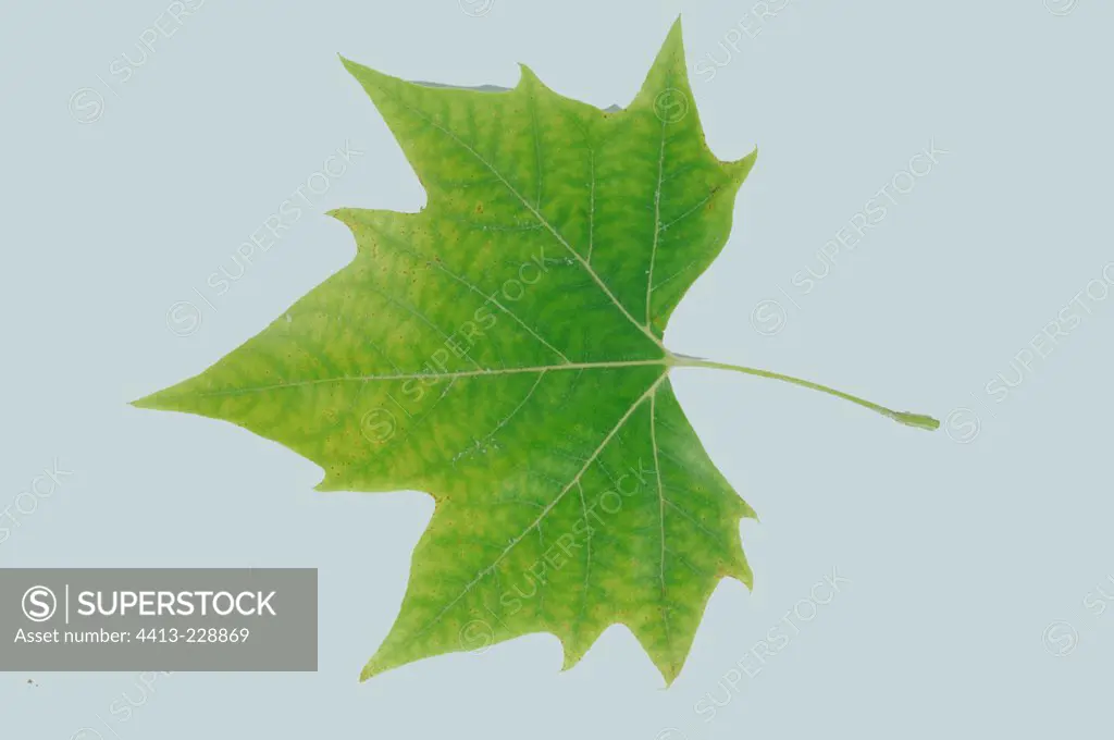 Green Platane a maple leaf France