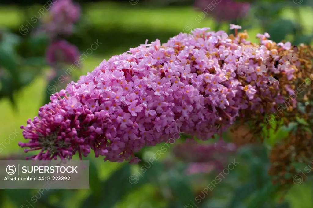 Orange eye butterflybush 'Pink Delight' in bloom in a garden