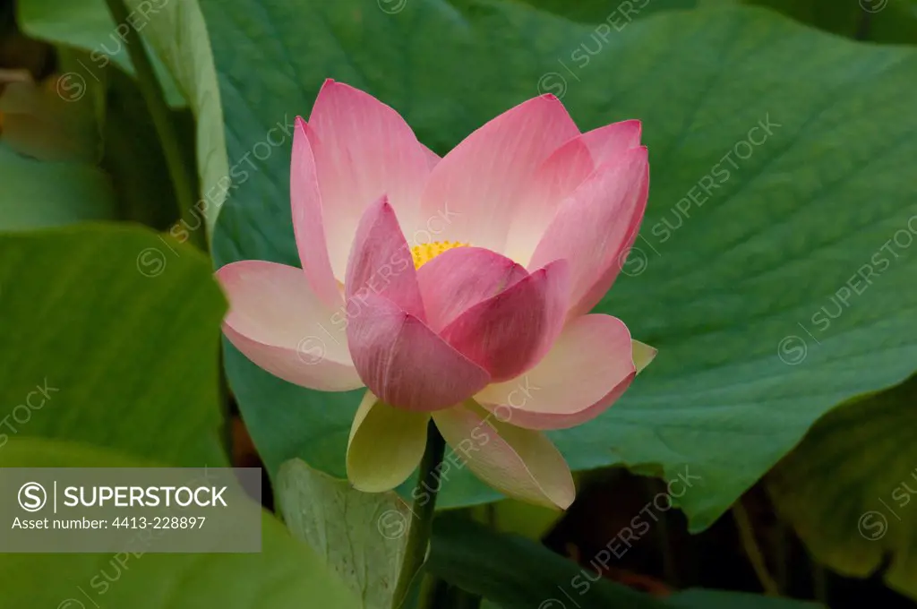 Sacred lotus 'Mrs Perry D.Slocum' in bloom