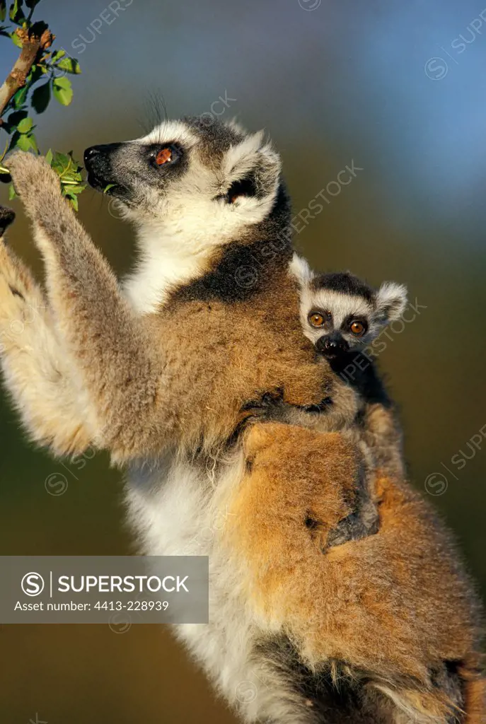 Female ring-tailed Lemur and its small eating a leaf