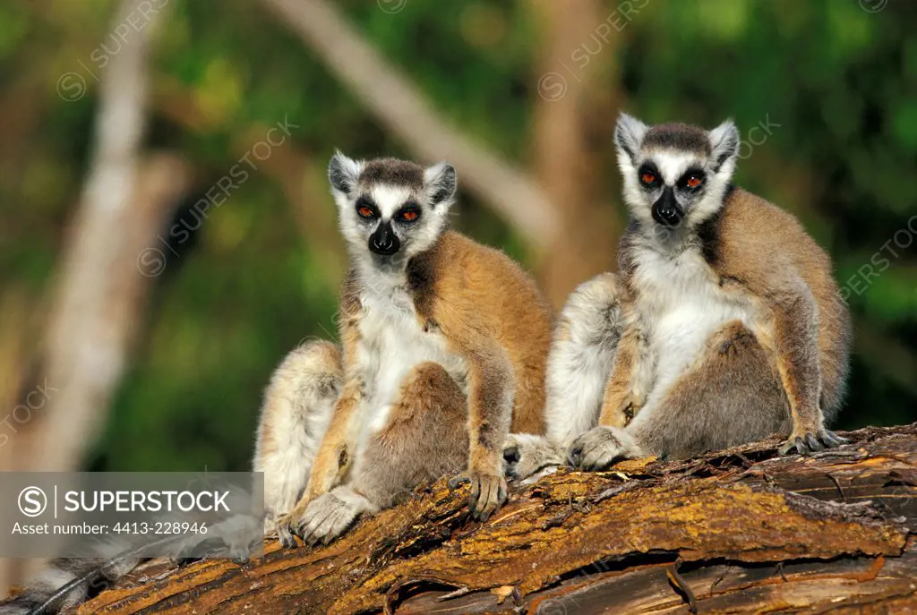 Two ring-tailed Lemurs sitting on a trunk Berenty NR