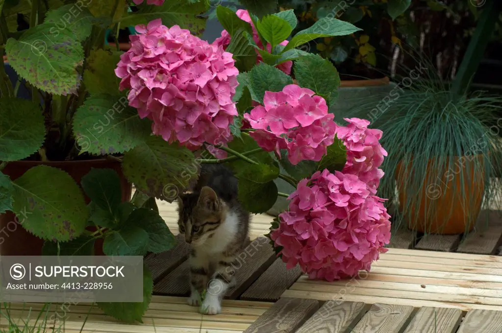Female kitten and hydrangea on a garden terrace