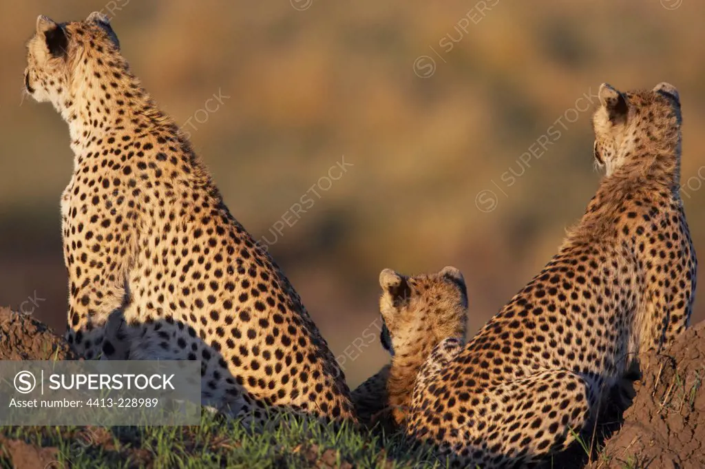 Cheetahs Masai Mara National Reserve Kenya