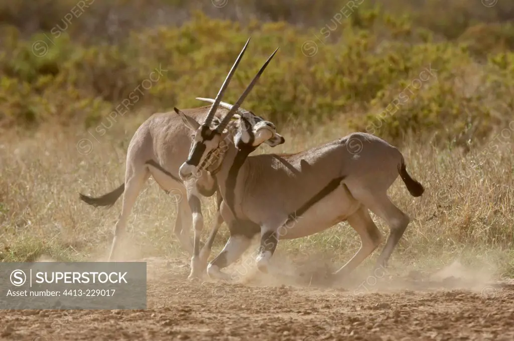 Beisa Oryx fighting Samburu National Reserve Kenya