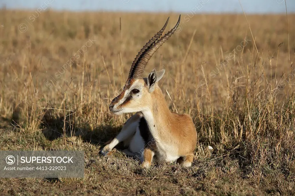 Thomson's Gazella lying in the savanna Masai Mara Kenya