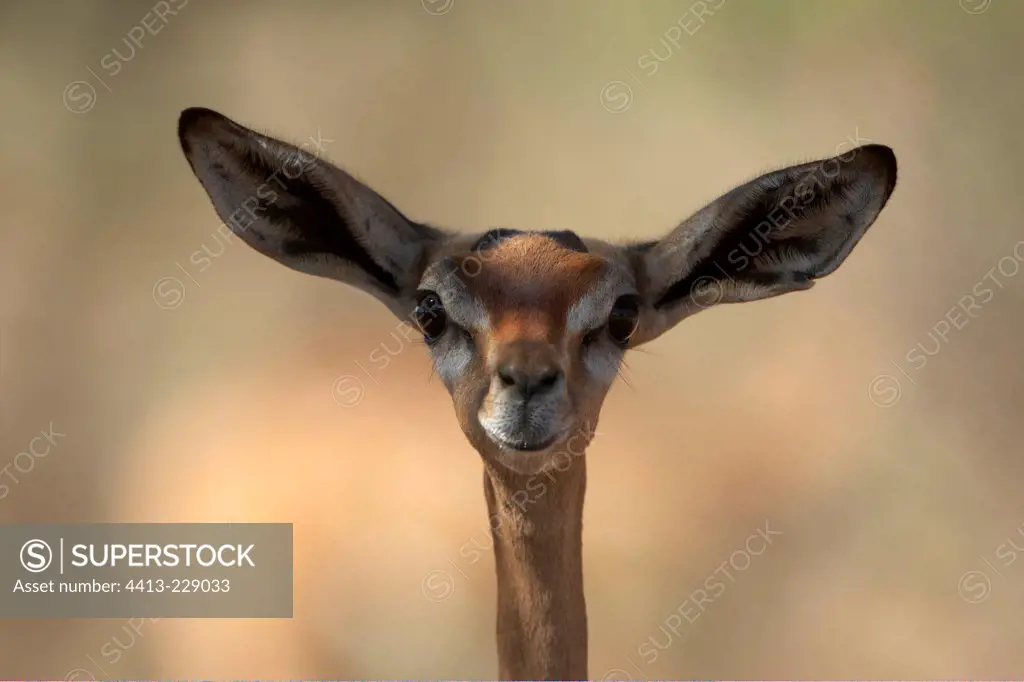 Portrait of Gerenuk Samburu National Reserve Kenya