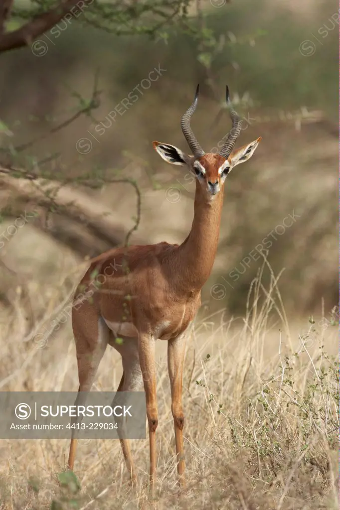 Gerenuk Samburu National Reserve Kenya