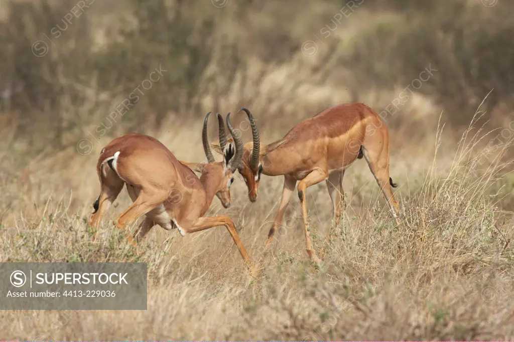 Gerenuk males fighting Samburu National Reserve Kenya