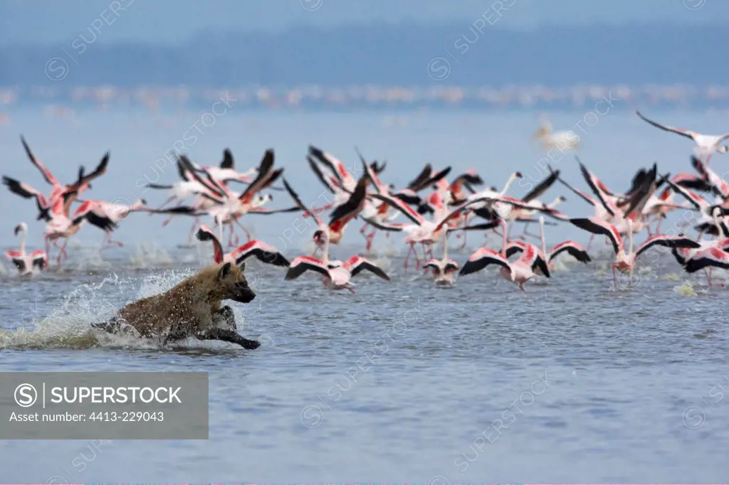 Speckled Hyena hunting Flamingos Nakuru Lake Kenya