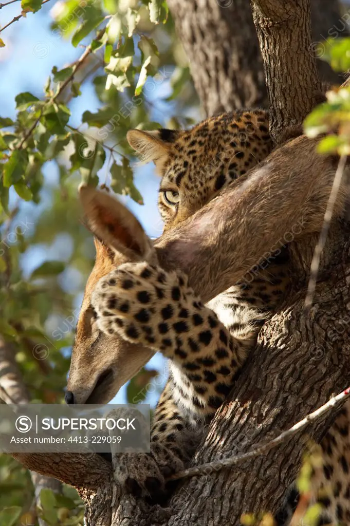 Young Leopard 6 monthsold and Prey Kruger South Africa