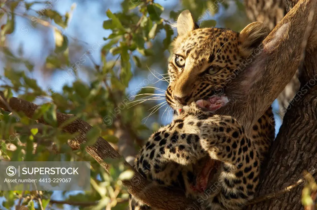Young Leopard 6 months old and Prey Kruger South Africa