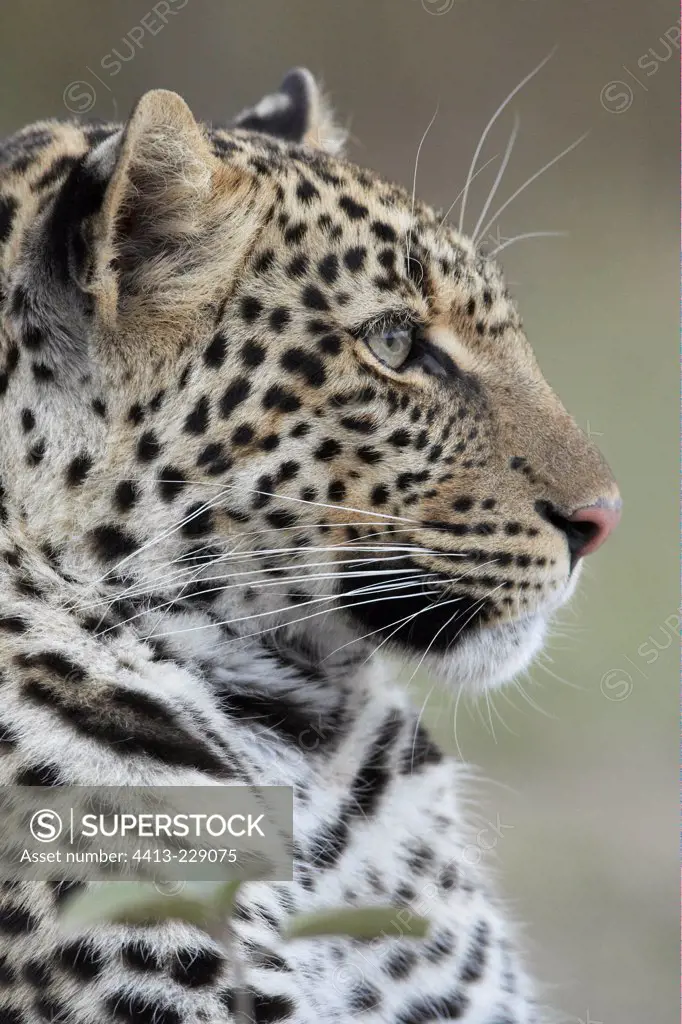 Portrait de Leopard Masai Mara National Reserve Kenya