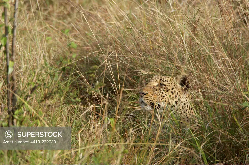 Leopard in the grass Masai Mara National Reserve Kenya