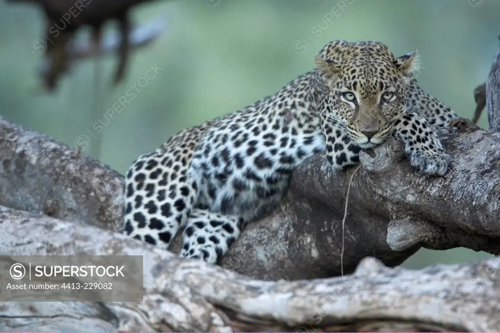 Leopard lying on a branch Samburu Kenya