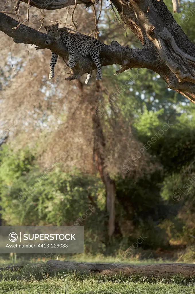 Leopard lying on a branch Samburu Kenya
