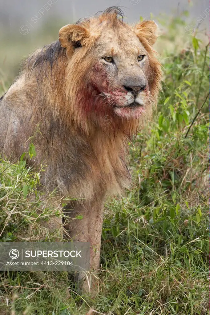 Lion after eating Masai Mara National Reserve Kenya