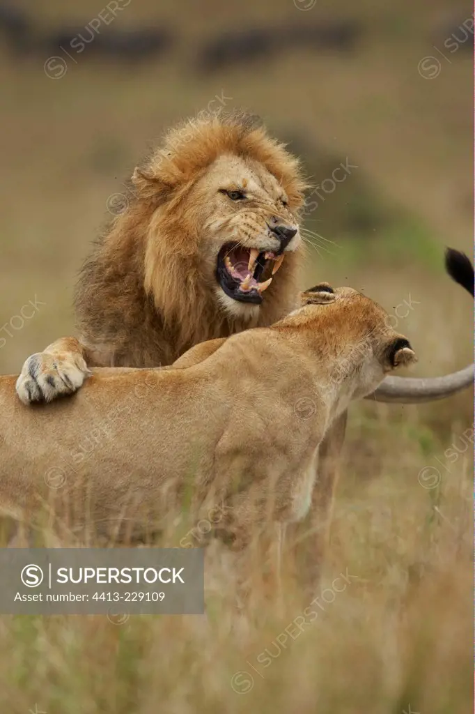 Couple Lions in the savanna Masai Mara Kenya