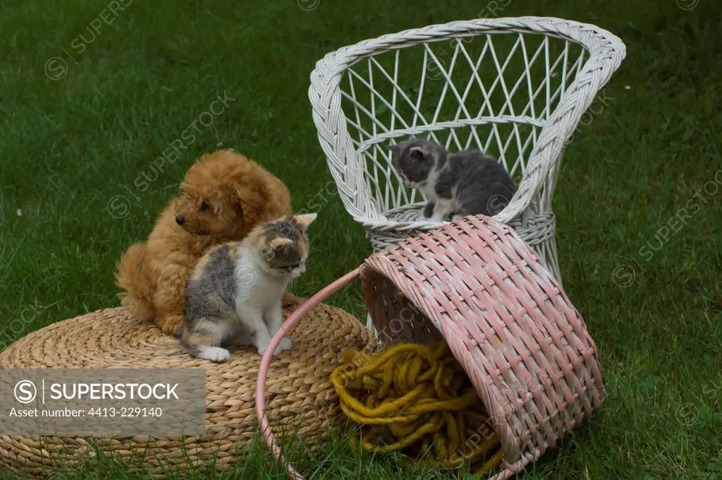 Kittens and poodle puppy playing in a garden