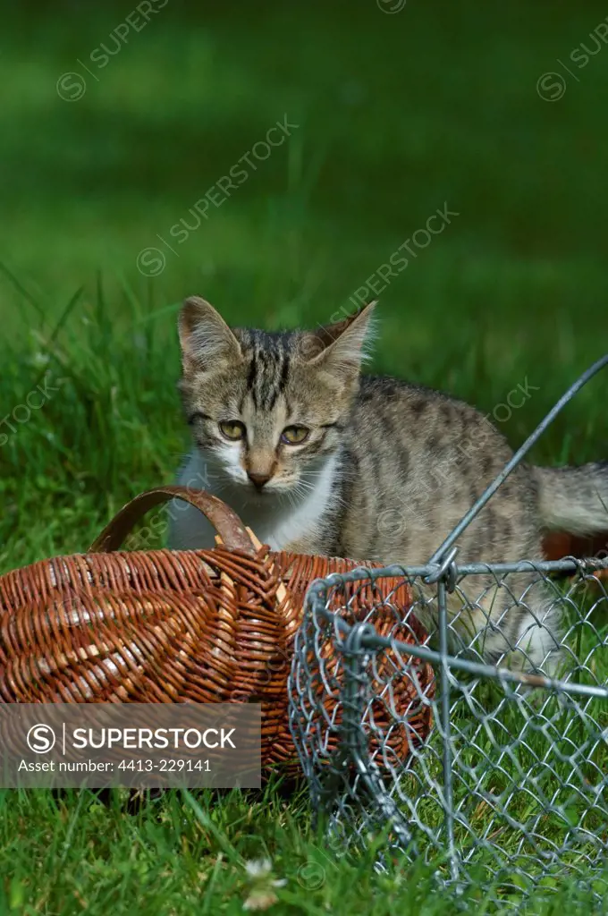 Female kitten playing in a garden