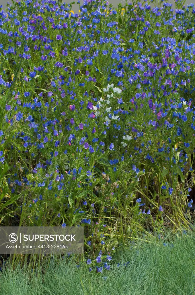Vipersbugloss 'Blue Bedder' in a garden