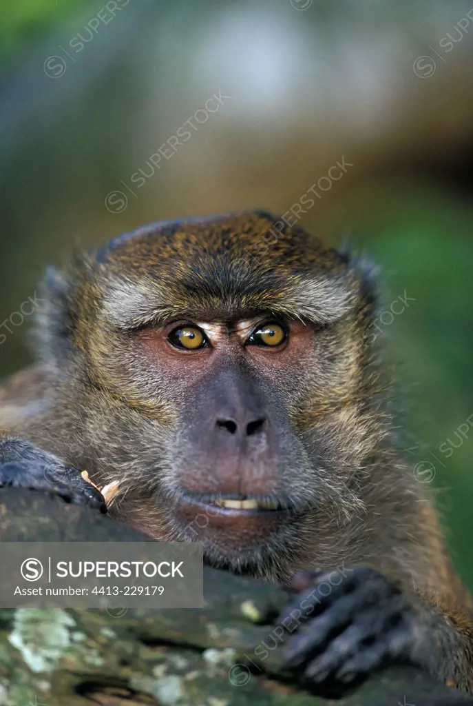 Portrait of a Long-tailed macaque in a mangrove Indonesia