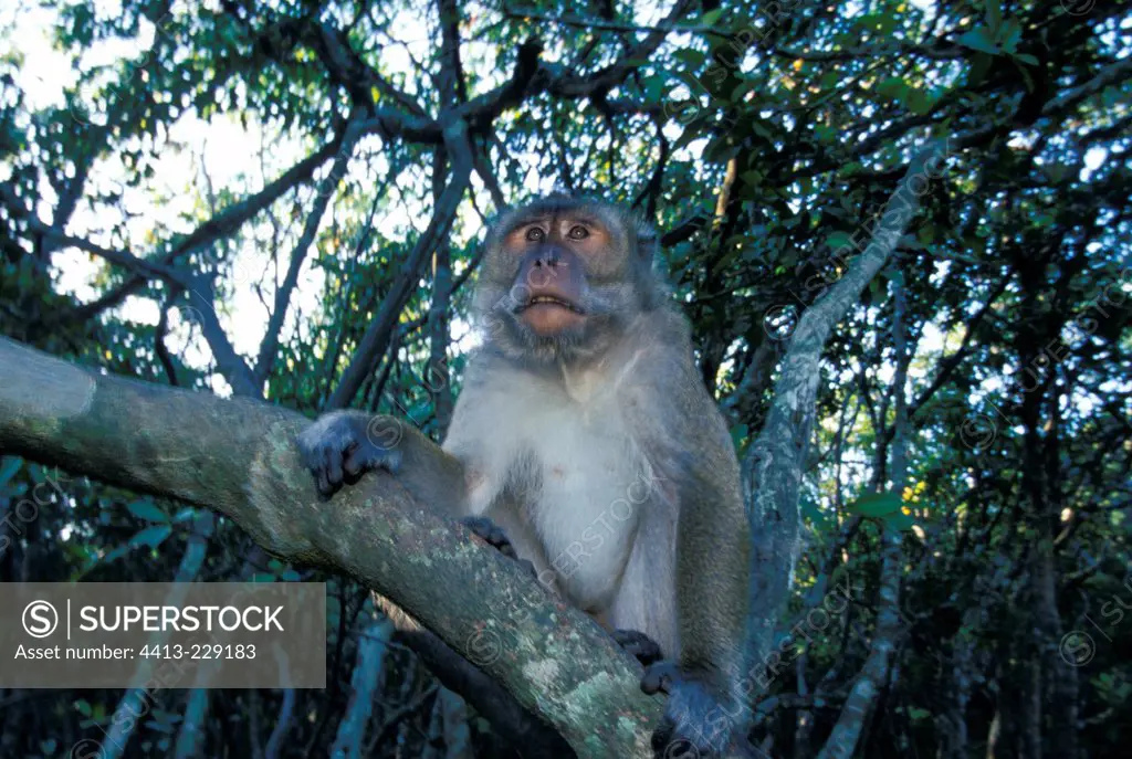 Long-tailed Macaque on a branch in a mangrove Indonesia