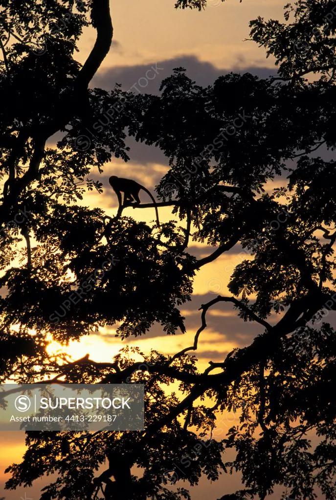 Long-tailed Macaque in a mangrove at sunset Malaysia