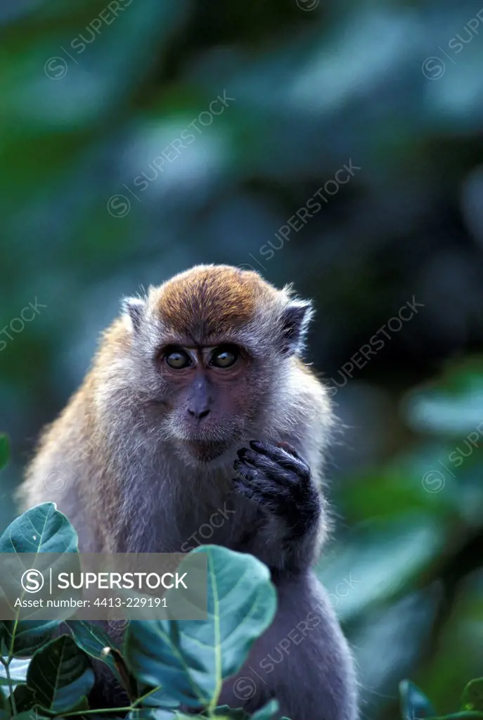 Portrait of a Long-tailed Macaque in a mangrove Malaysia