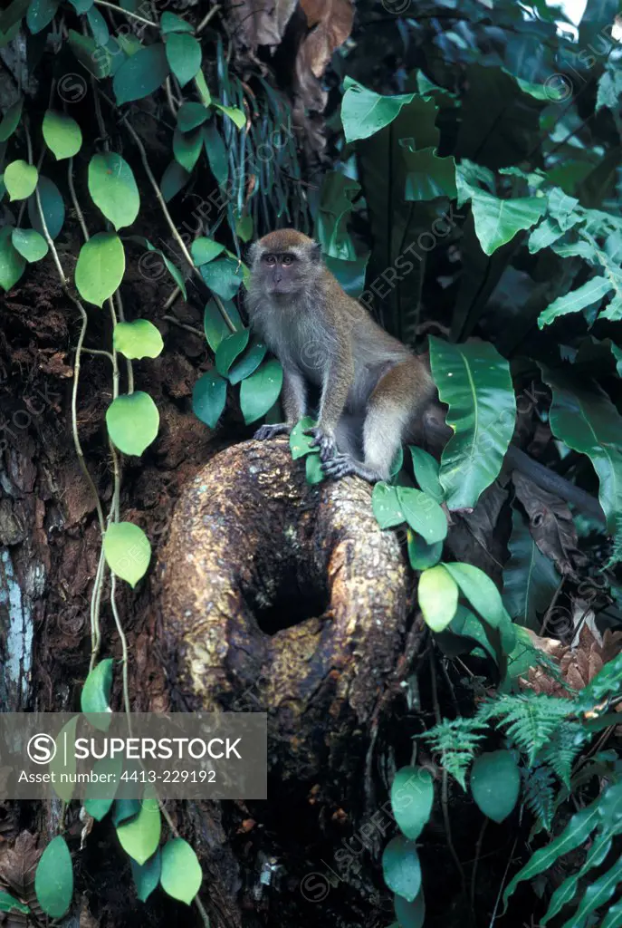 Long-tailed Macaque in a mangrove Malaysia