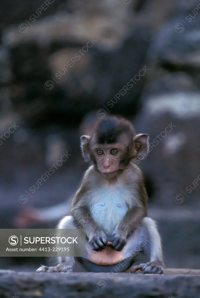 Young Long-tailed Macaque and masturbation Thailand