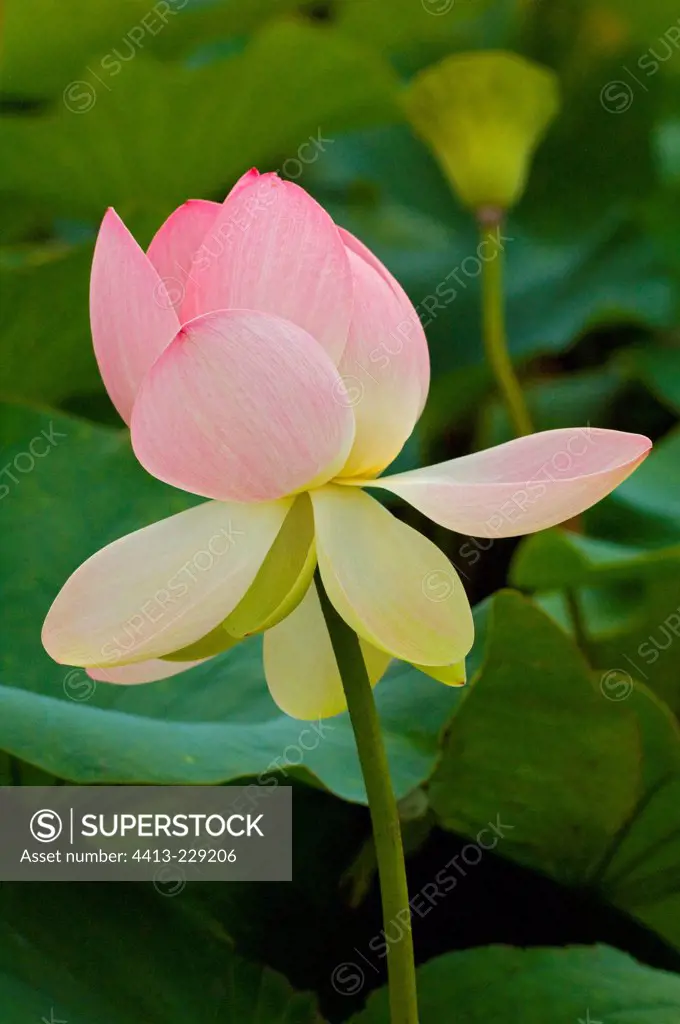 Sacred lotus 'Mrs Perry D.Slocum' in bloom in a garden