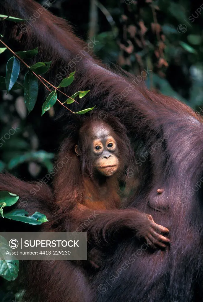 Portrait of young Orang-utang clinging to its mother