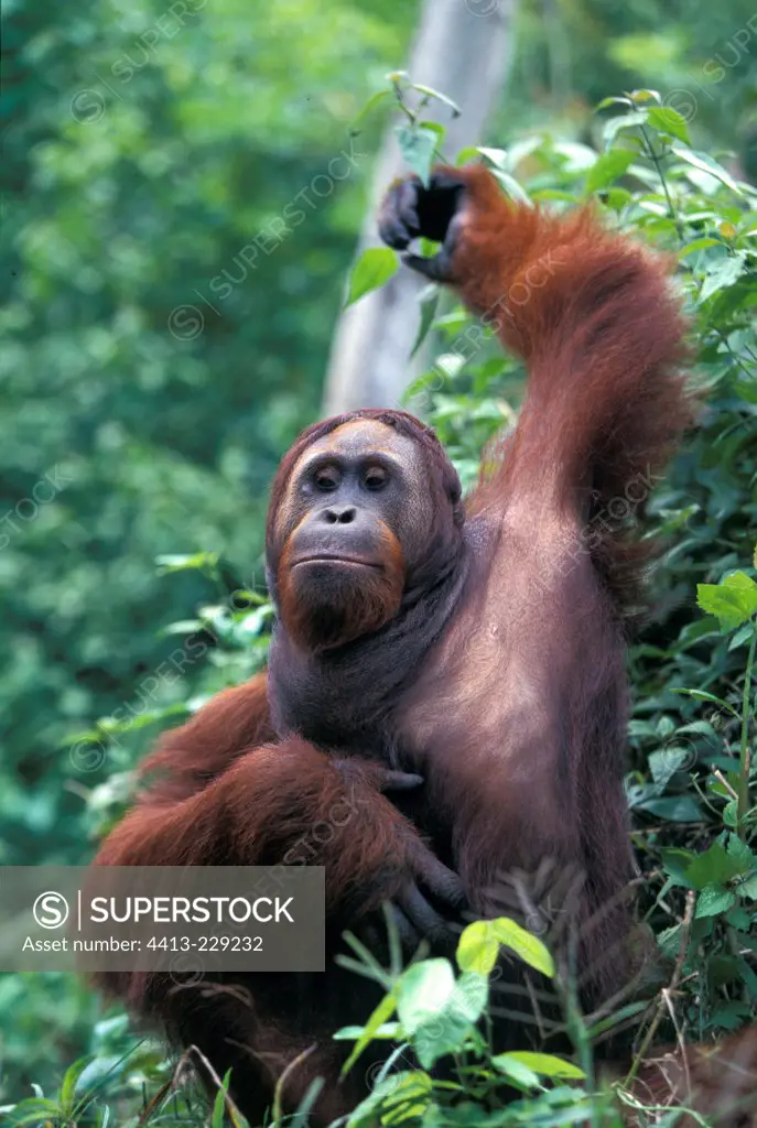 Portrait of male Orang-utang without fascial disk Indonesia