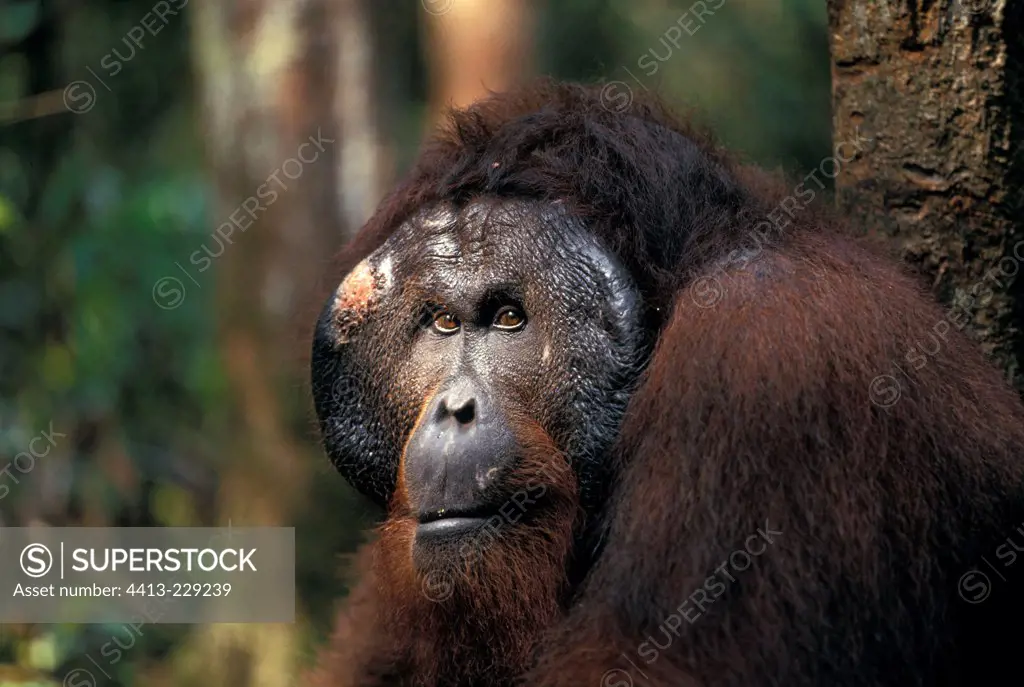 Portrait of male Orang-utang with fascial disk Indonesia