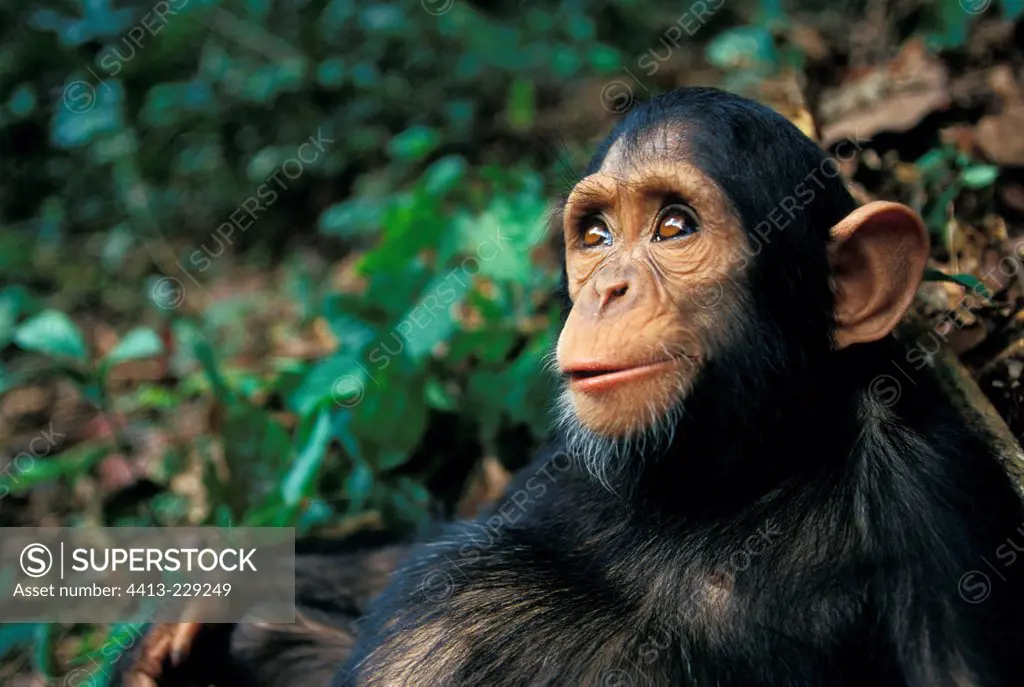 Portrait of a young Chimpanzee sat Gabon