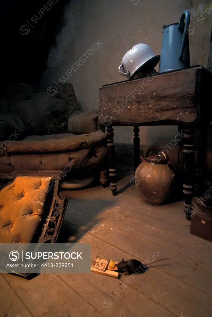 Common House Mouse and mousetrap in an attic France
