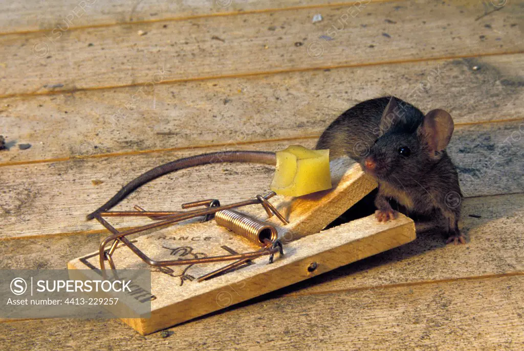 Common House Mouse drawn by the cheese of a mousetrap