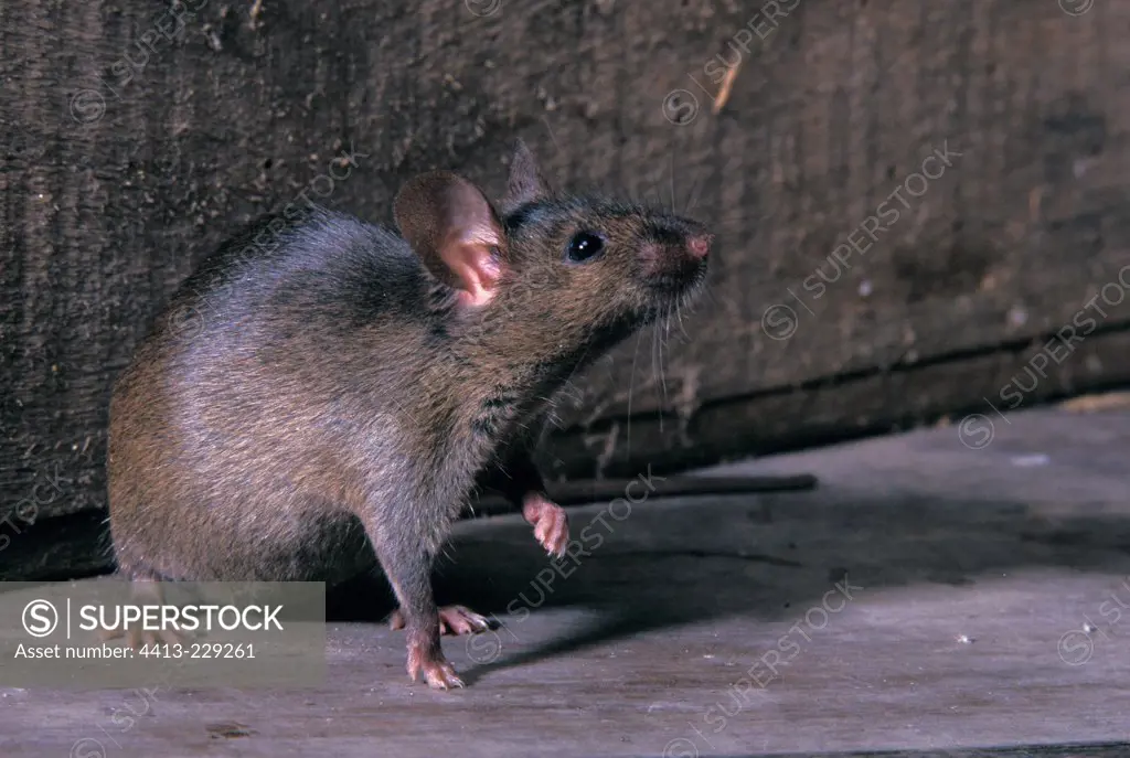 Portrait of attentive Common House Mouse in an attic France