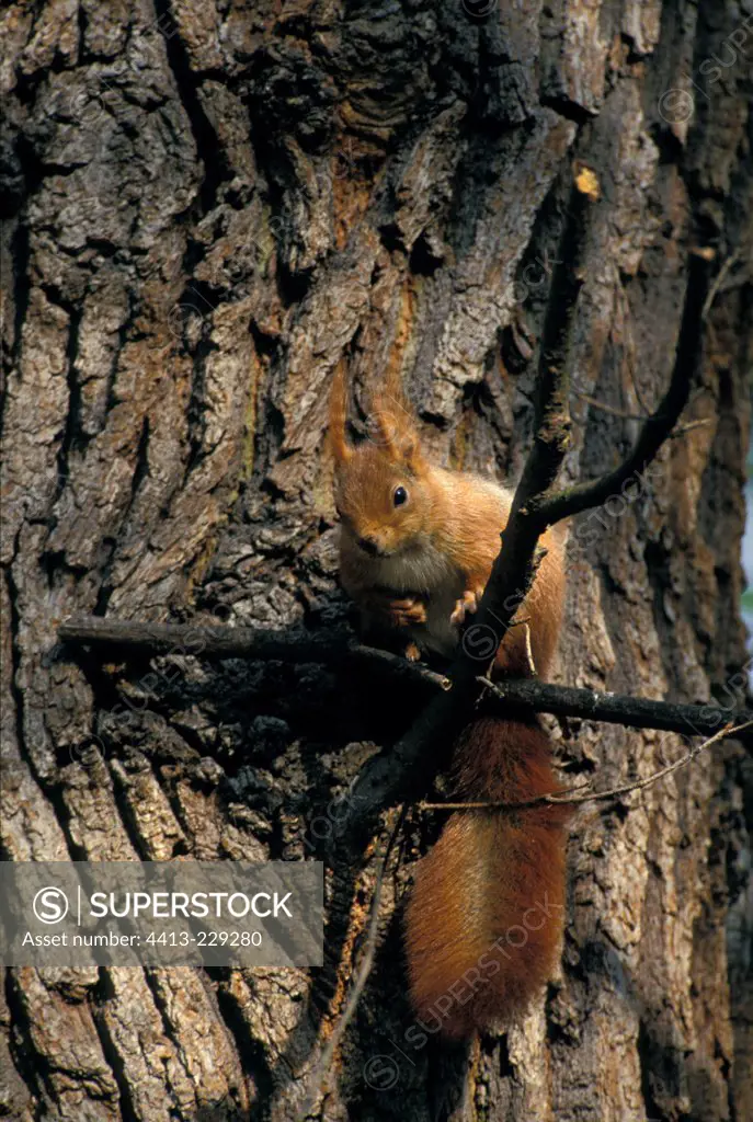 Eurasian Red Squirrel eating a knob on a branch France