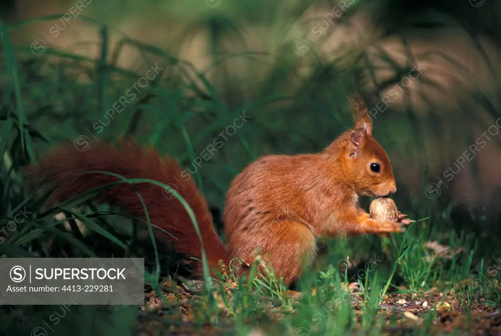 Portrait of Eurasian Red Squirrel eating a dried fruit