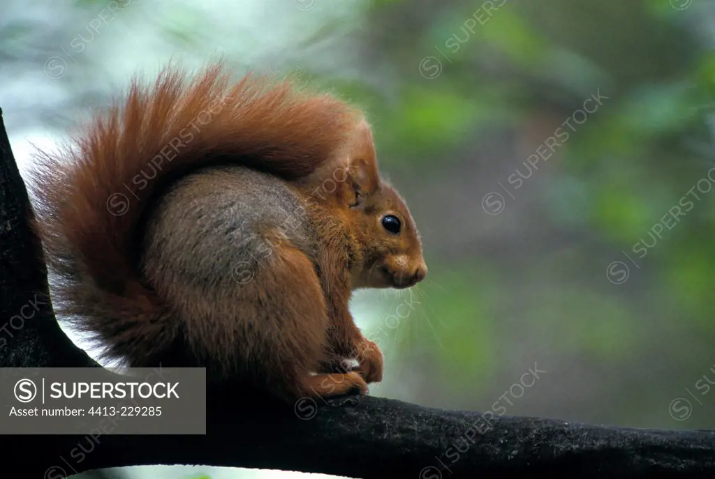 Portrait of Eurasian Red Squirrel sat on a branch France