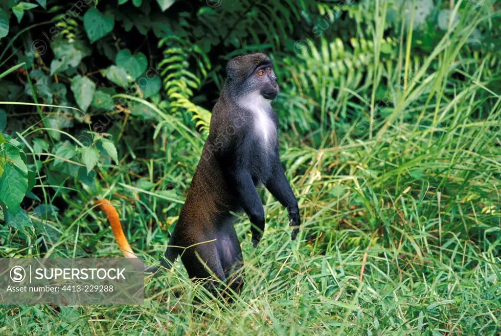 Sun-tailed monkey standing in the grass in Gabon