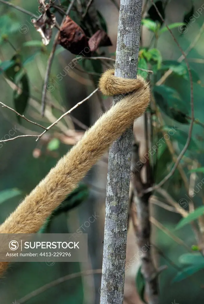 Detail of the prehensile tail of a Muriqui in Brazil