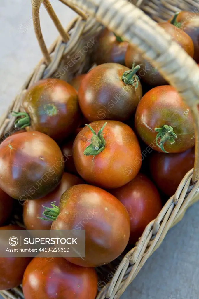 Tomatoes 'Noires de Crimée' in a basket
