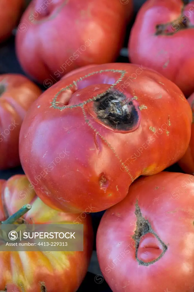 Tomatoes 'Rose de Berne'