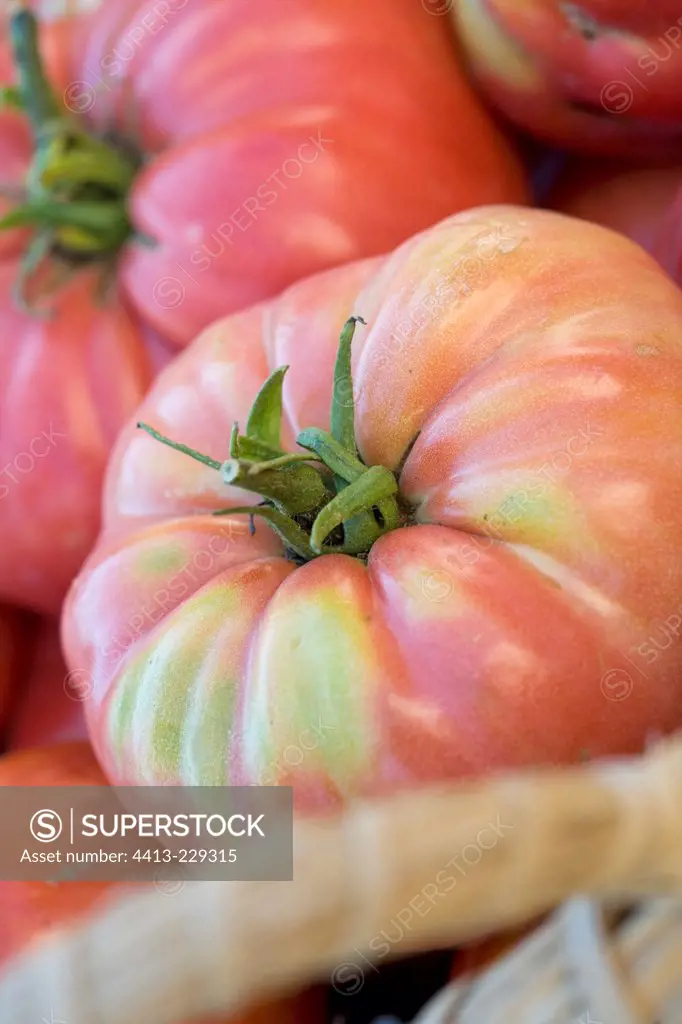 Tomatoes 'Rose de Berne' in a basket