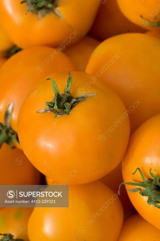 Tomatoes 'Orange Queen'