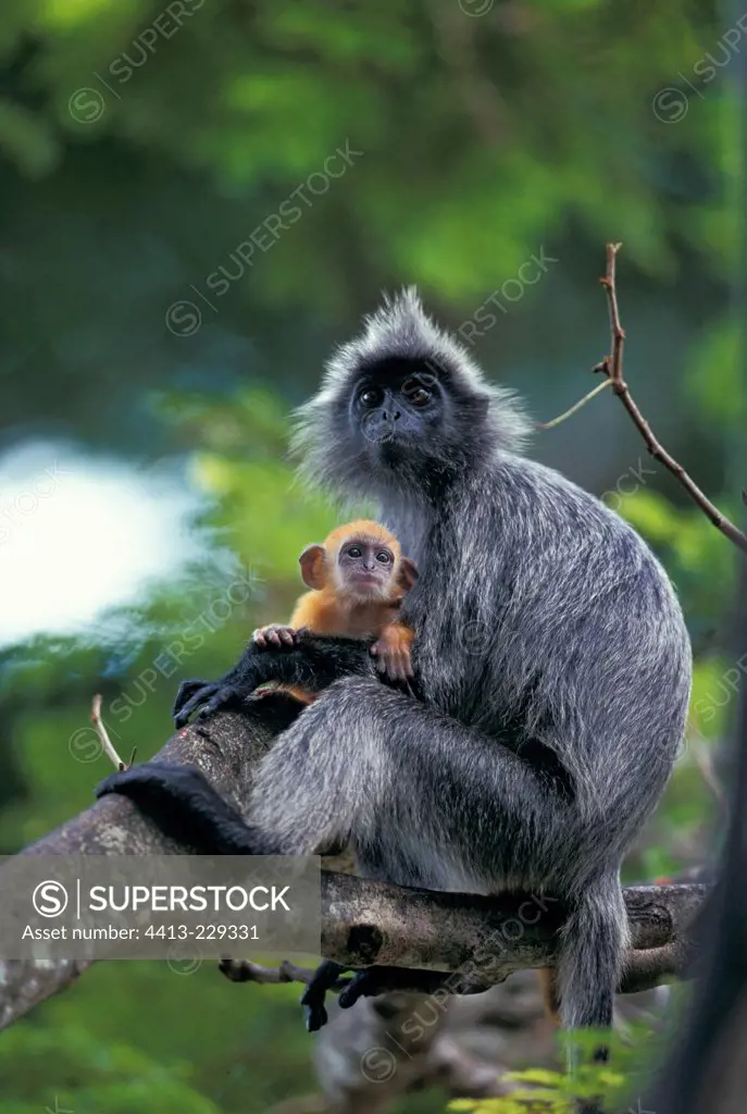 Female Silvered Leaf Monkey and its small with down