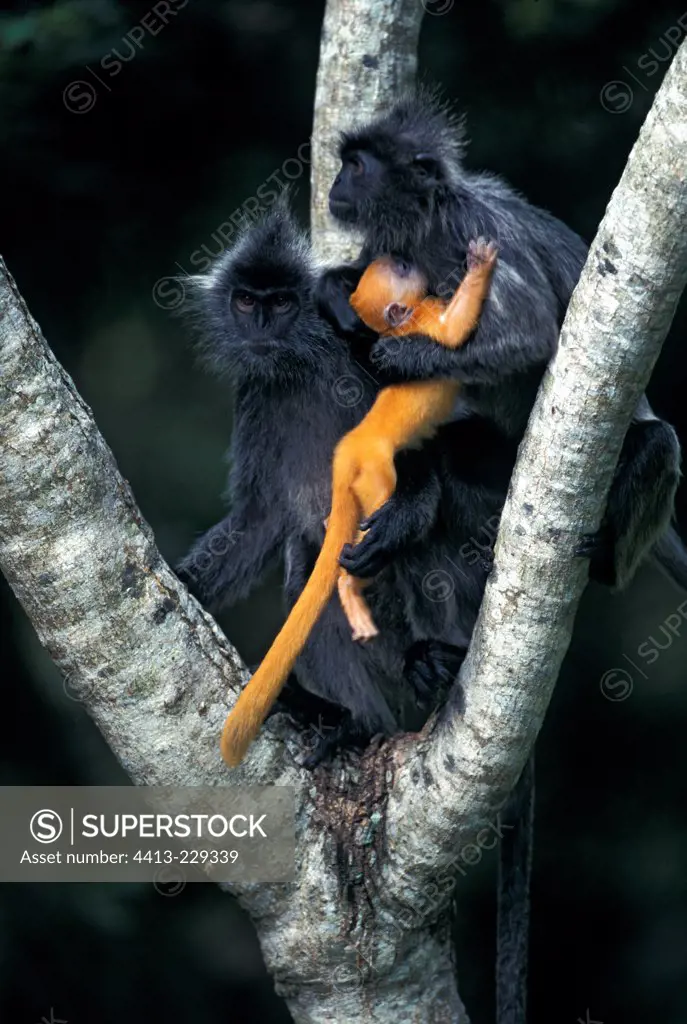 Females Silvered Leaf Monkeys and a young with down